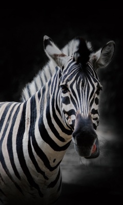 Screenshot №1 pro téma Zebra Black Background 240x400