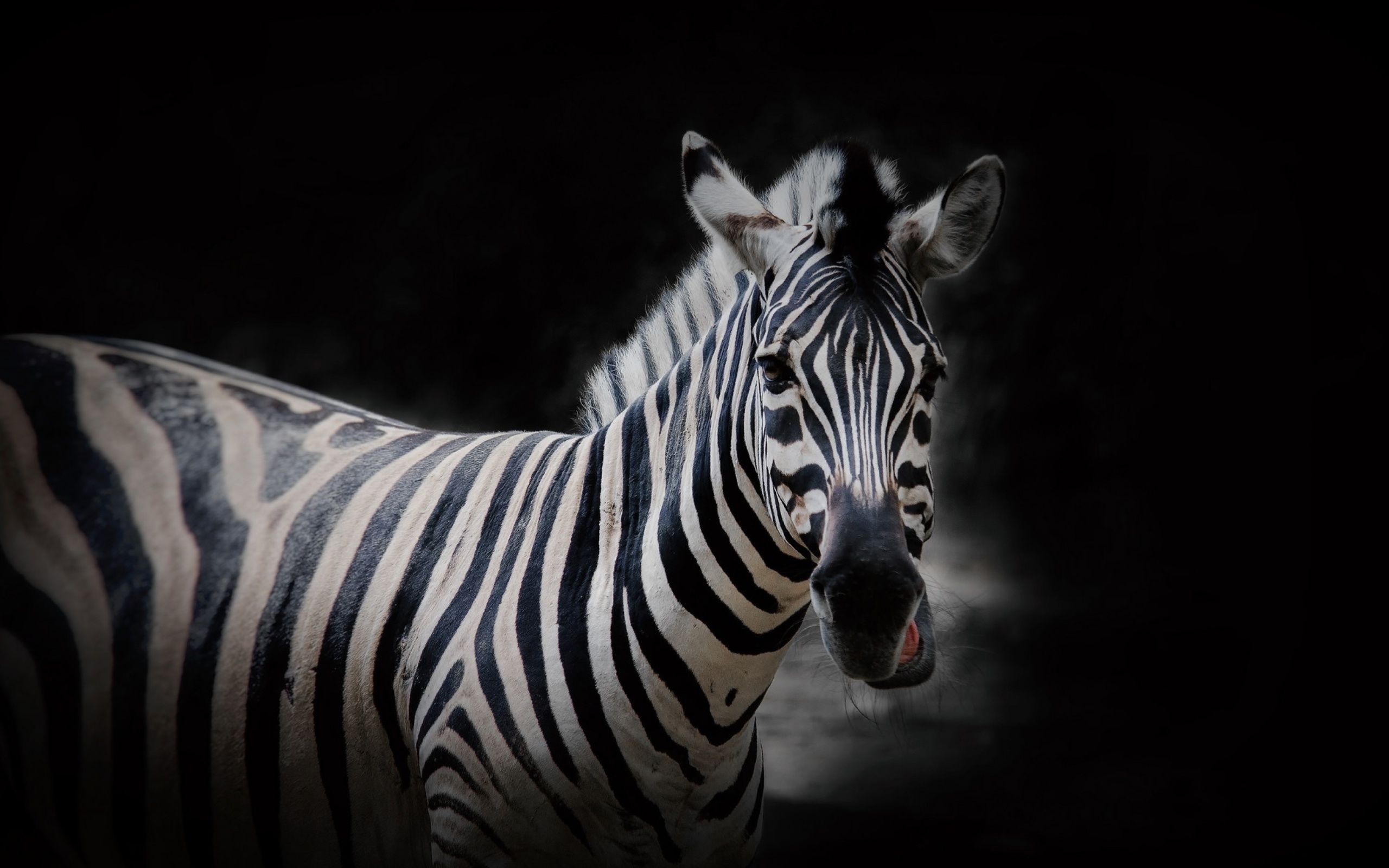 Fondo de pantalla Zebra Black Background 2560x1600