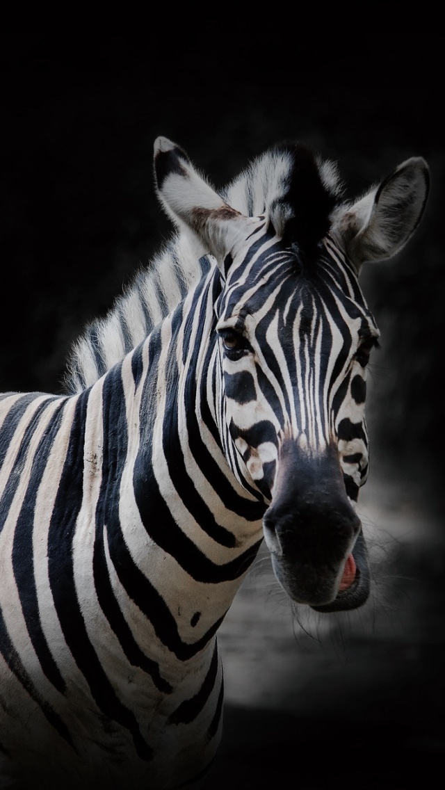 Обои Zebra Black Background 640x1136
