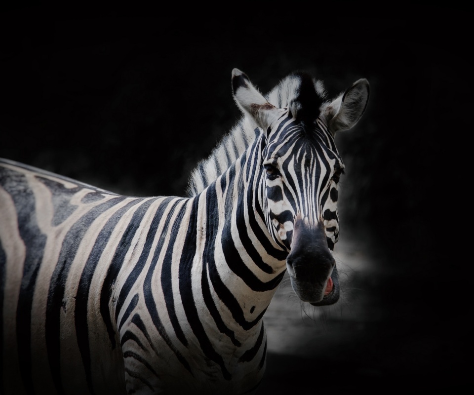 Обои Zebra Black Background 960x800