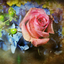 Das Pink Rose And Blue Flowers Wallpaper 128x128