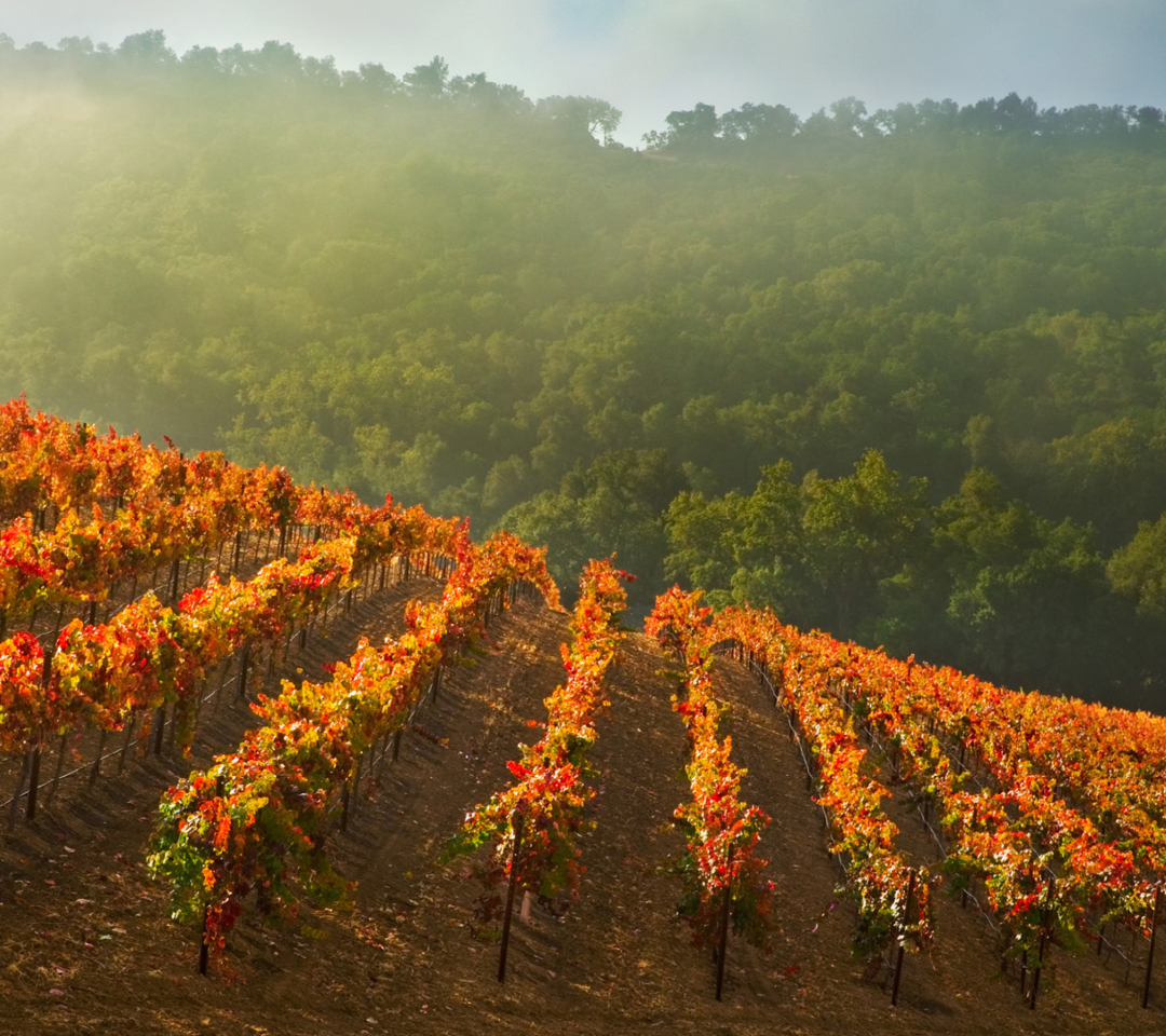 Vineyards In Italy wallpaper 1080x960