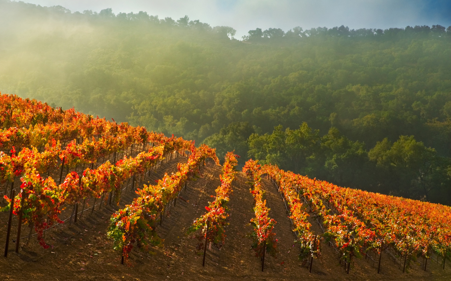 Sfondi Vineyards In Italy 1440x900