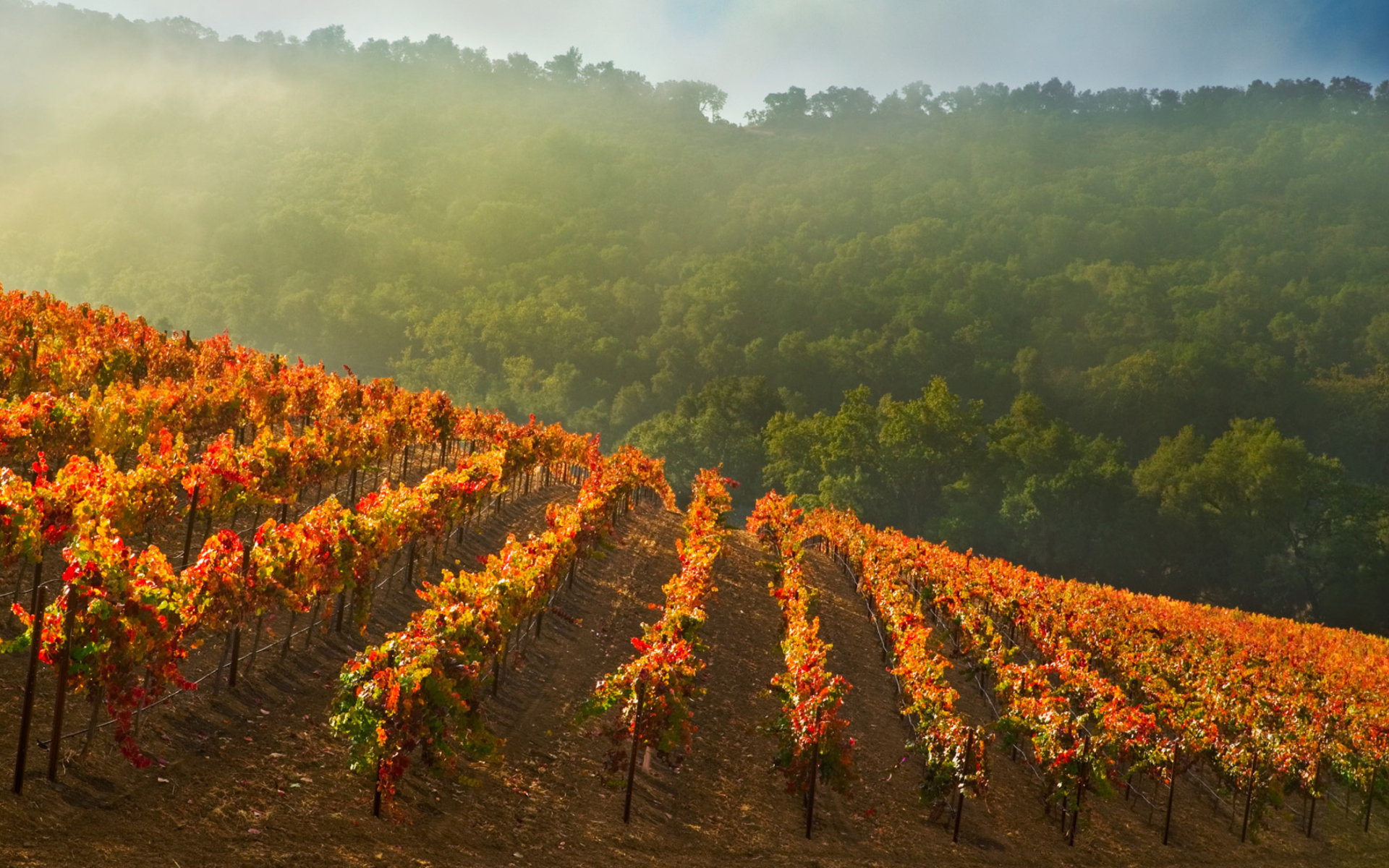 Vineyards In Italy wallpaper 1920x1200