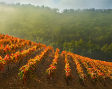 Sfondi Vineyards In Italy 220x176