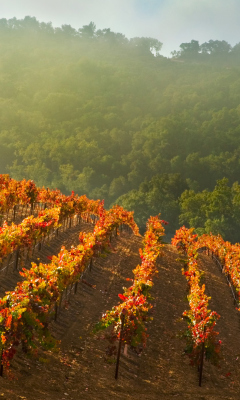 Screenshot №1 pro téma Vineyards In Italy 240x400