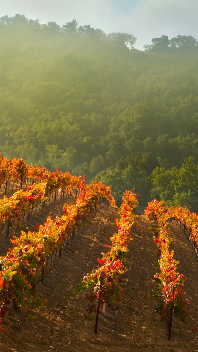 Vineyards In Italy wallpaper 640x1136