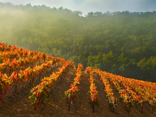 Fondo de pantalla Vineyards In Italy 640x480