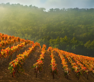 Vineyards In Italy sfondi gratuiti per Samsung Breeze B209