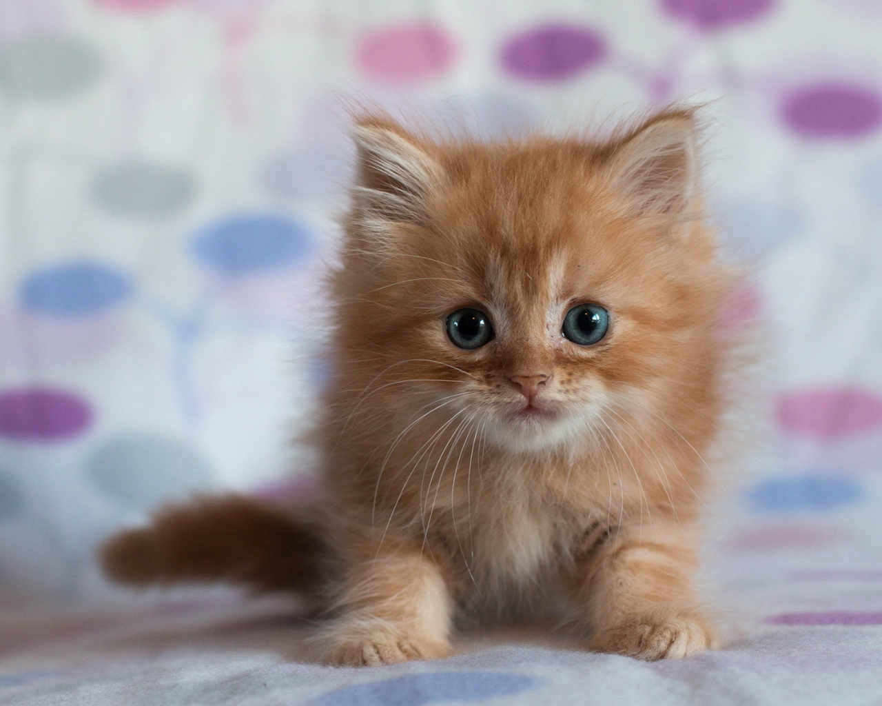 Fondo de pantalla Pretty Kitten 1280x1024