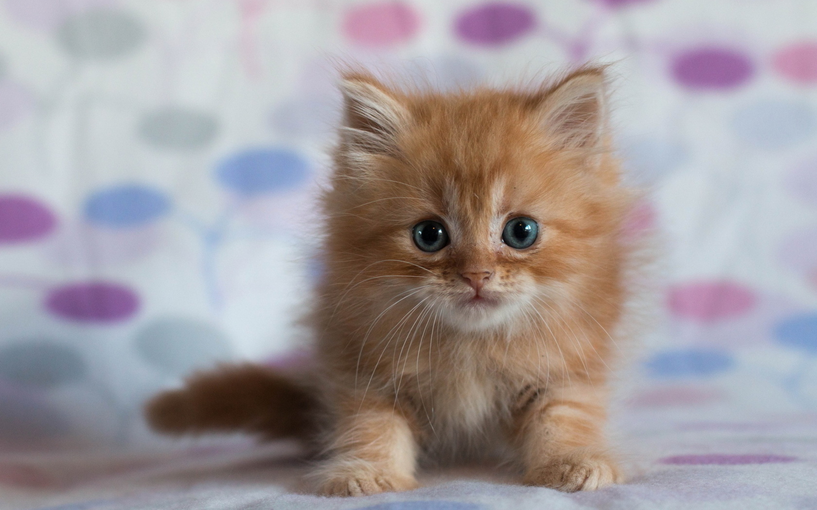 Fondo de pantalla Pretty Kitten 1680x1050