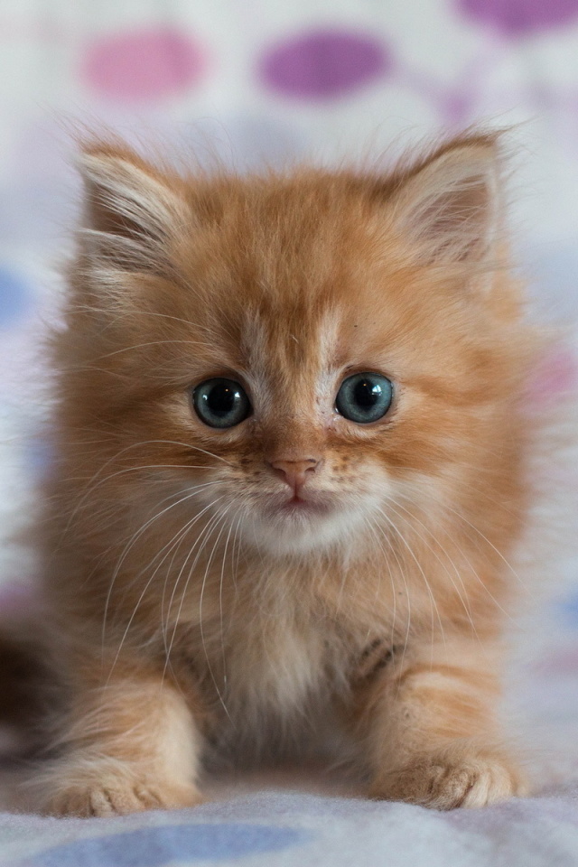 Fondo de pantalla Pretty Kitten 640x960