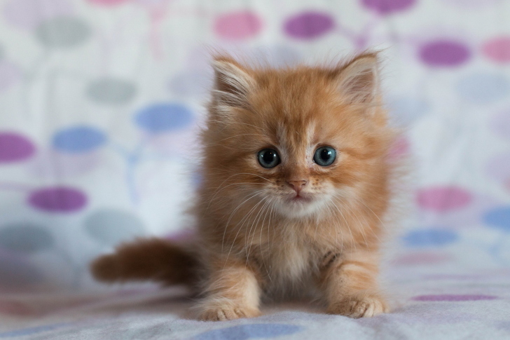 Fondo de pantalla Pretty Kitten