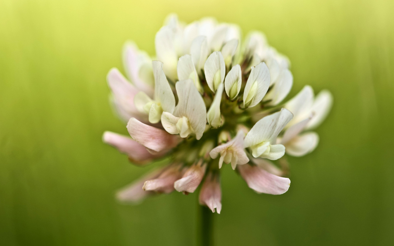 Clover Flower wallpaper 1680x1050