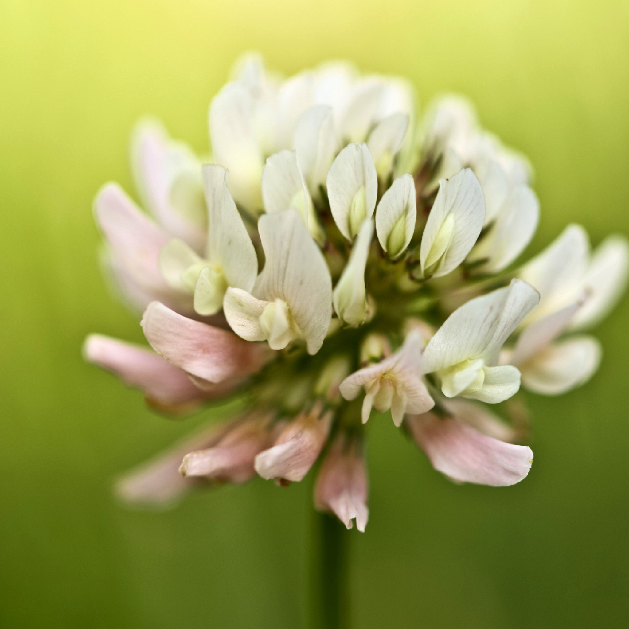 Clover Flower screenshot #1 2048x2048