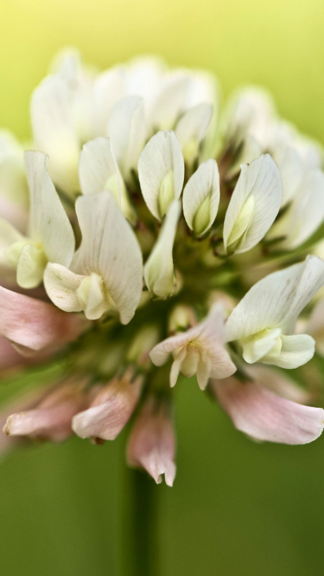 Clover Flower wallpaper 640x1136