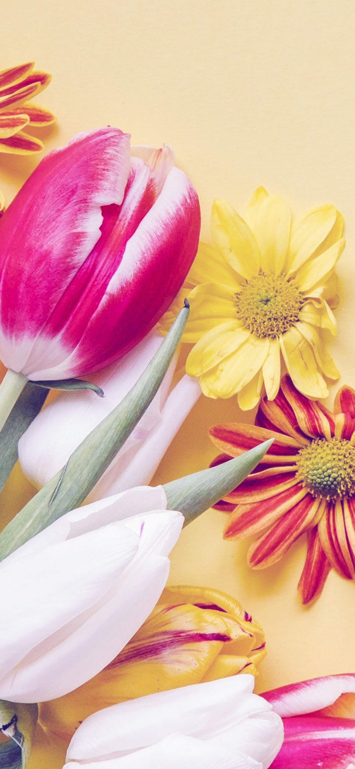 Spring tulips on yellow background wallpaper 1170x2532