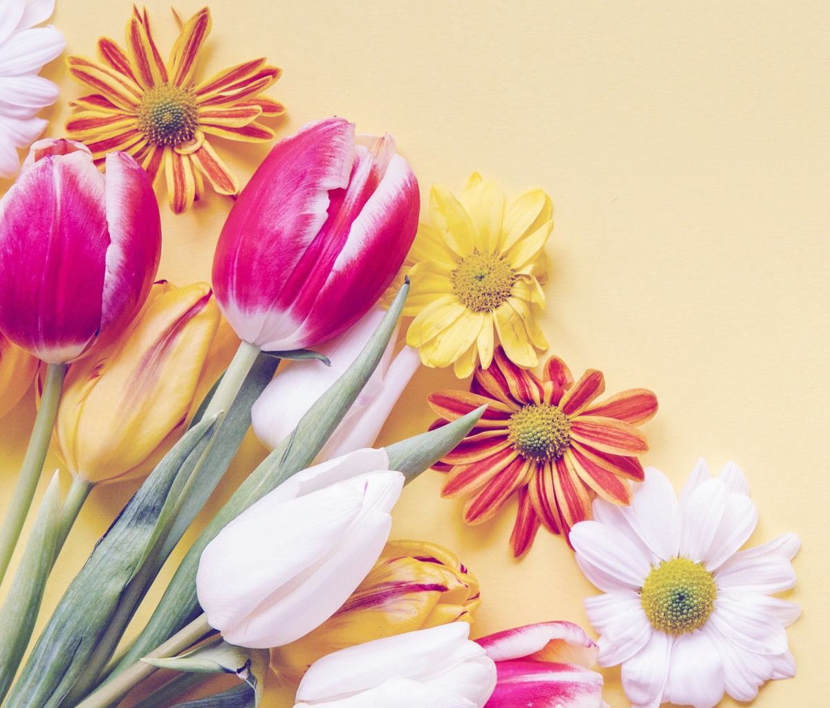 Spring tulips on yellow background wallpaper 1200x1024