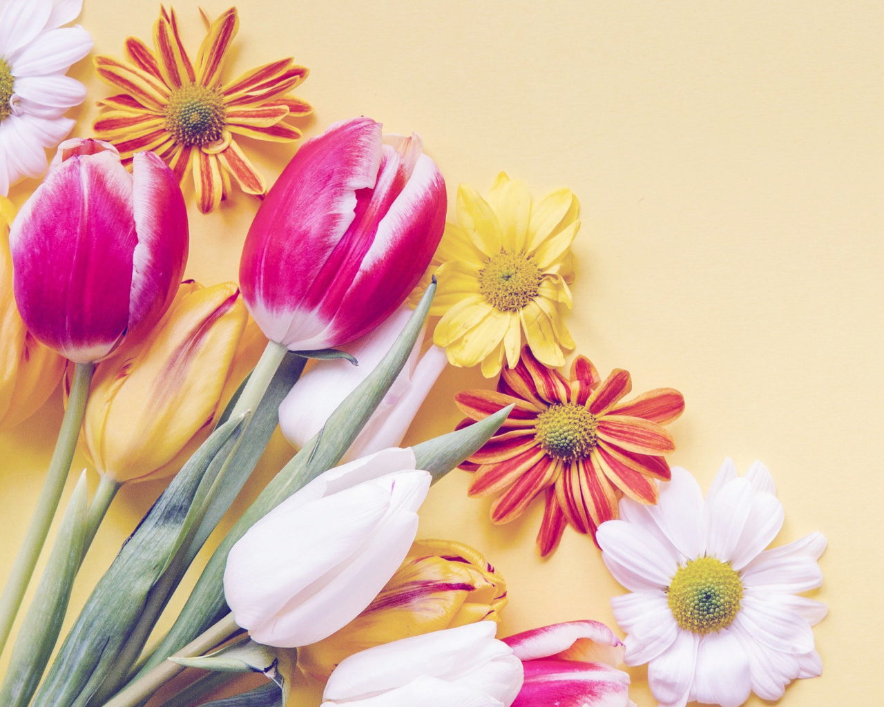 Das Spring tulips on yellow background Wallpaper 1280x1024