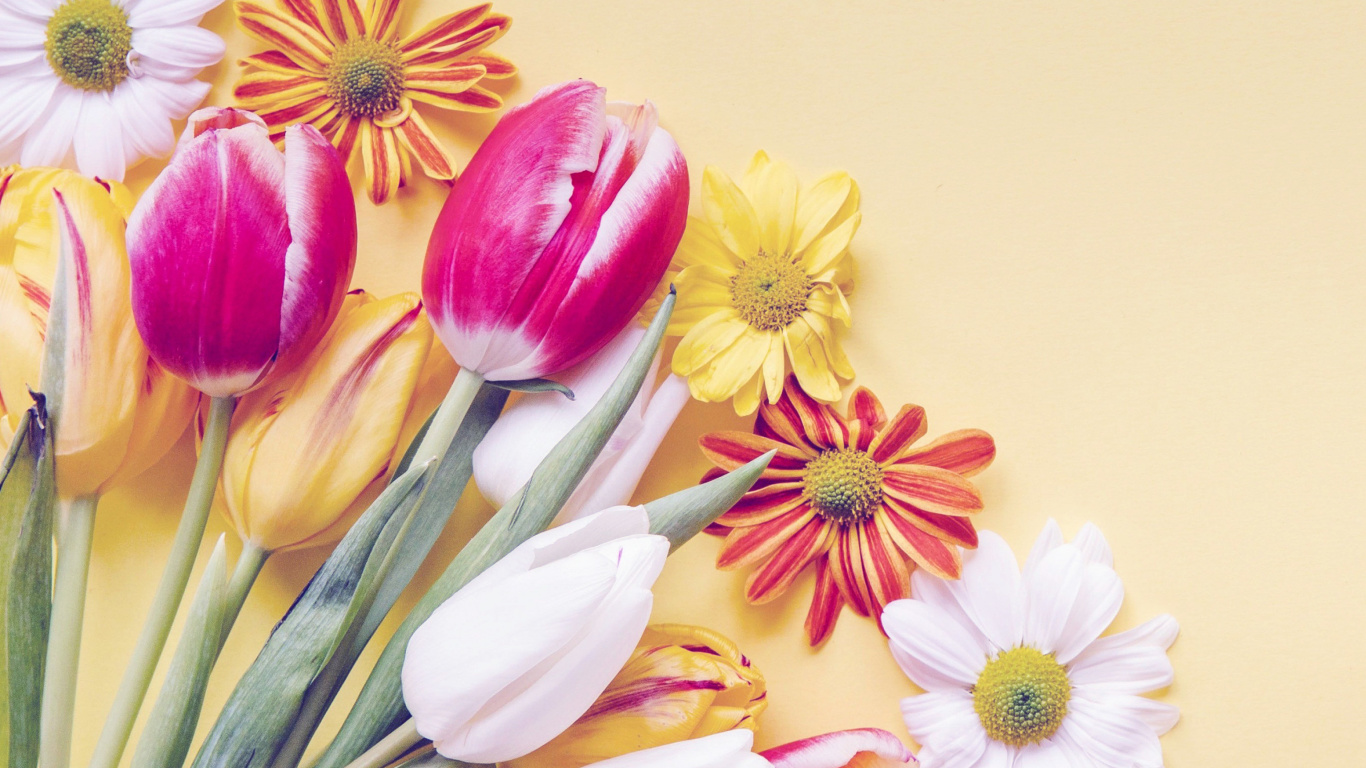 Обои Spring tulips on yellow background 1366x768