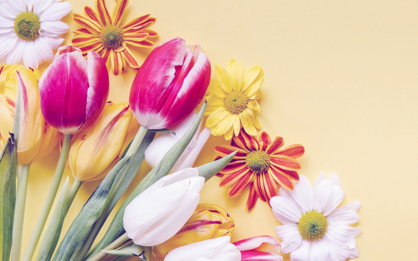 Das Spring tulips on yellow background Wallpaper 1440x900