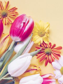 Обои Spring tulips on yellow background 240x320