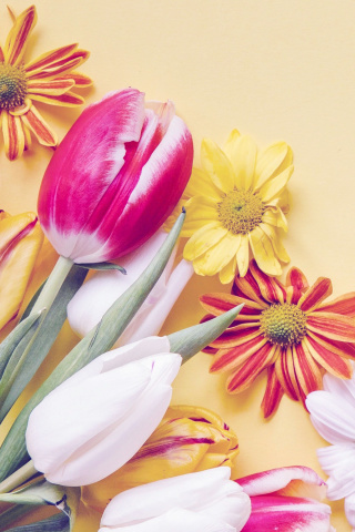 Обои Spring tulips on yellow background 320x480