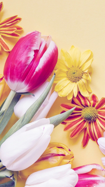 Обои Spring tulips on yellow background 360x640