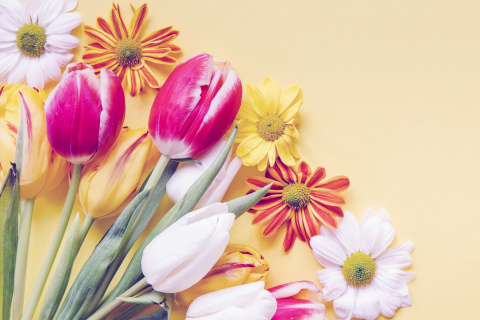 Обои Spring tulips on yellow background 480x320