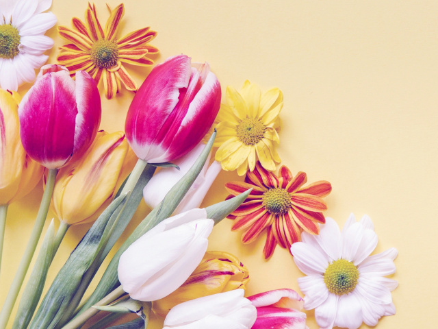 Обои Spring tulips on yellow background 640x480