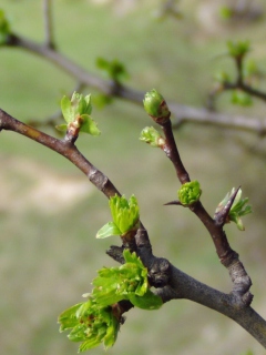 Обои Spring Branch 240x320