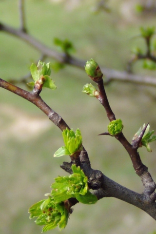 Обои Spring Branch 320x480