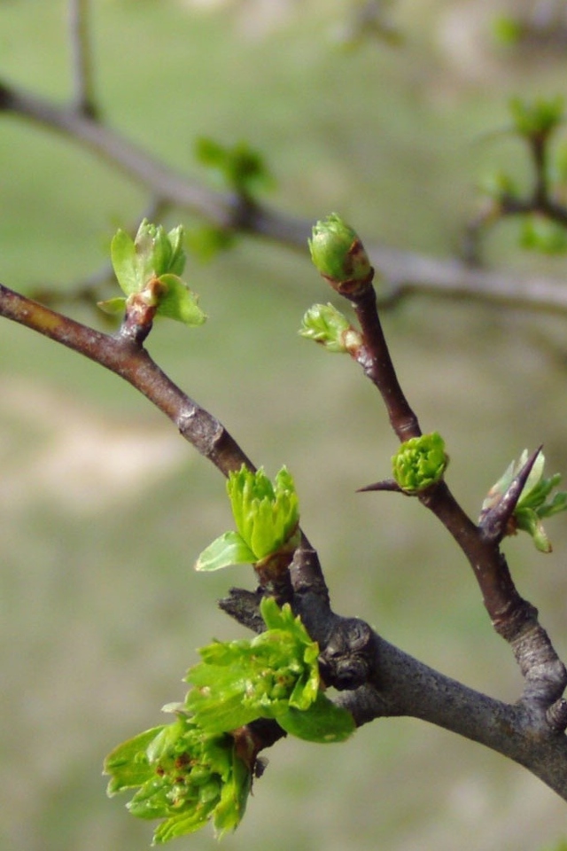 Spring Branch screenshot #1 640x960