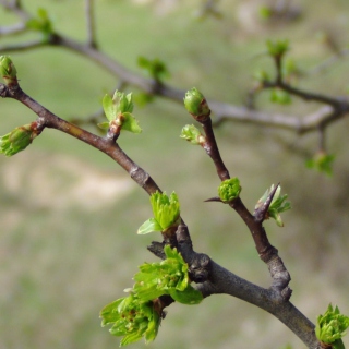 Free Spring Branch Picture for iPad Air