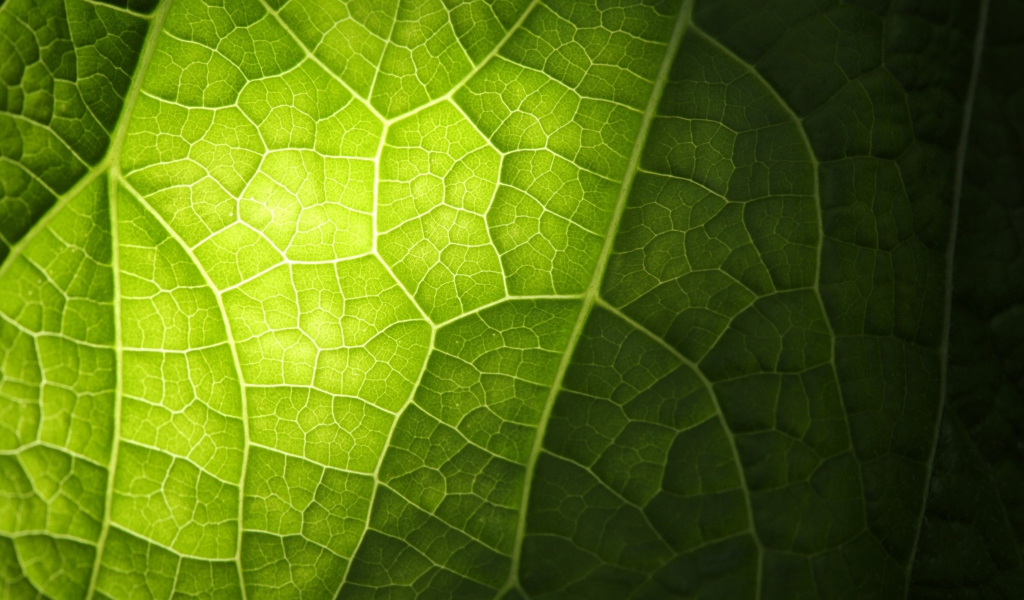 Green Leaf Macro wallpaper 1024x600