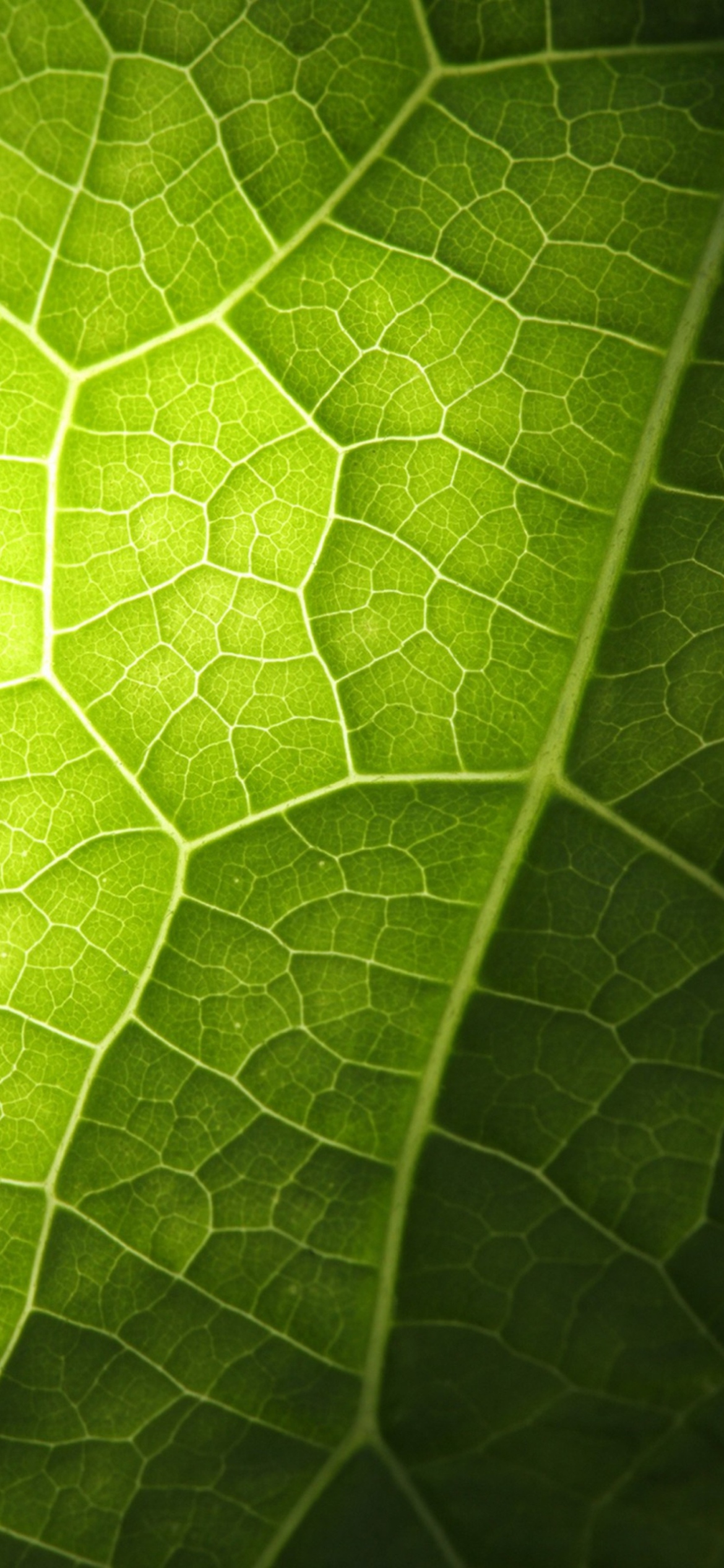 Das Green Leaf Macro Wallpaper 1170x2532