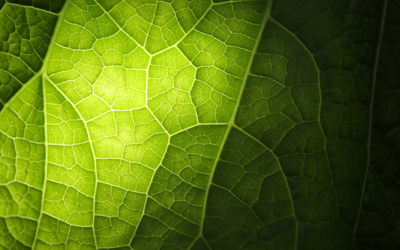 Green Leaf Macro wallpaper 1280x800