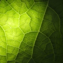 Das Green Leaf Macro Wallpaper 128x128