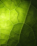 Das Green Leaf Macro Wallpaper 128x160