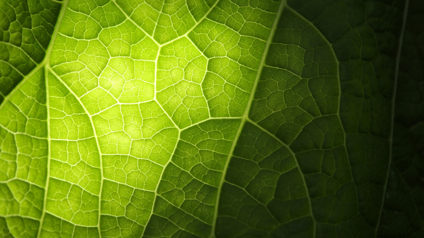 Green Leaf Macro screenshot #1 1366x768
