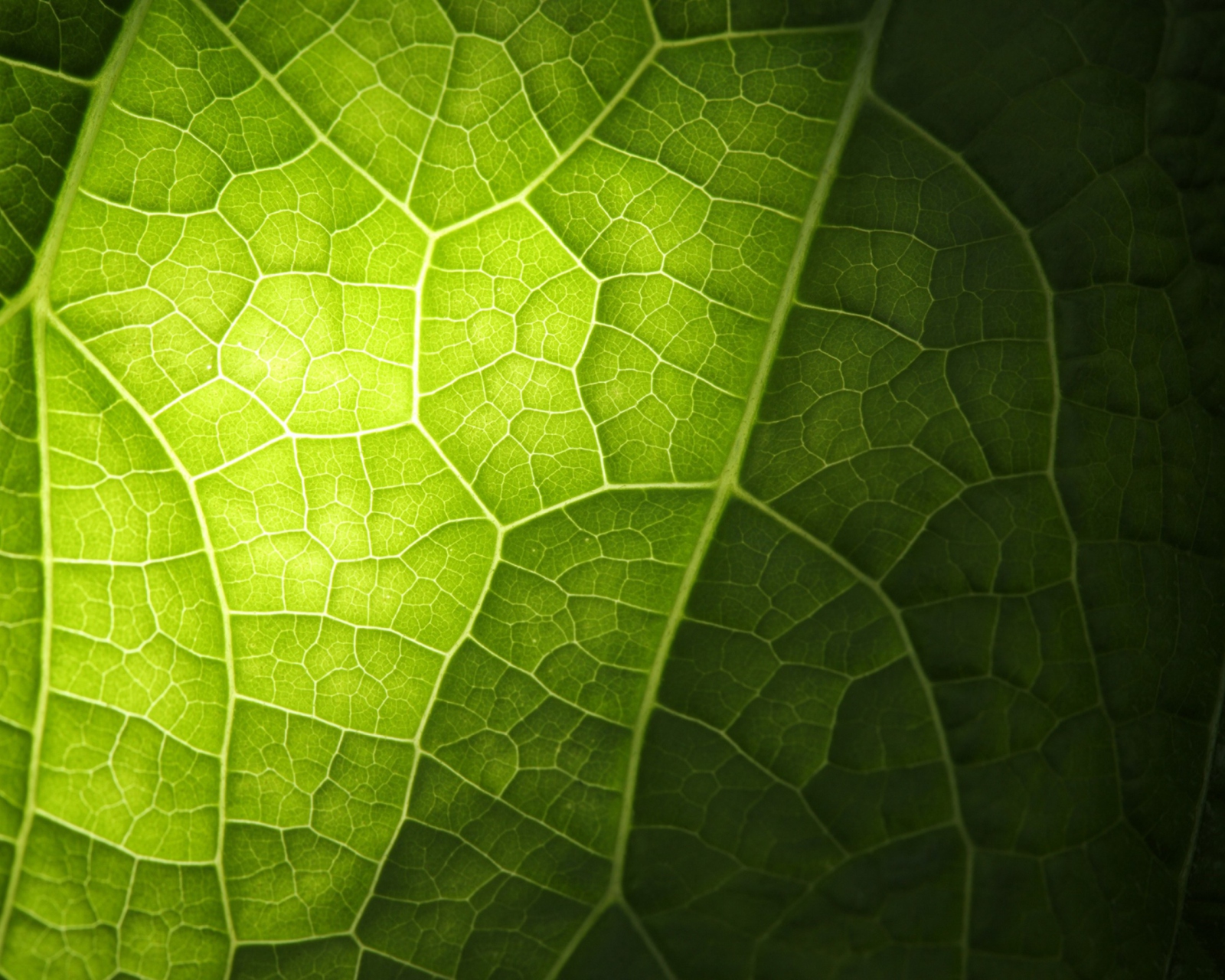 Green Leaf Macro wallpaper 1600x1280