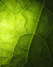 Green Leaf Macro wallpaper 176x220