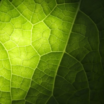 Das Green Leaf Macro Wallpaper 208x208