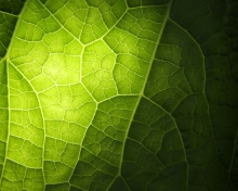 Обои Green Leaf Macro 220x176