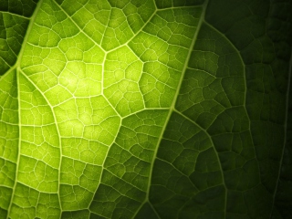 Fondo de pantalla Green Leaf Macro 320x240