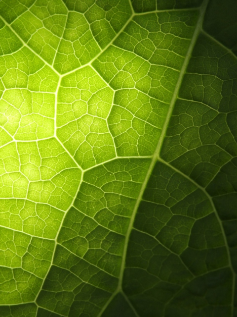 Das Green Leaf Macro Wallpaper 480x640