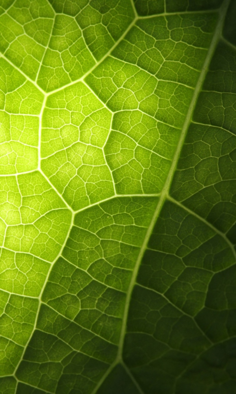 Green Leaf Macro wallpaper 480x800