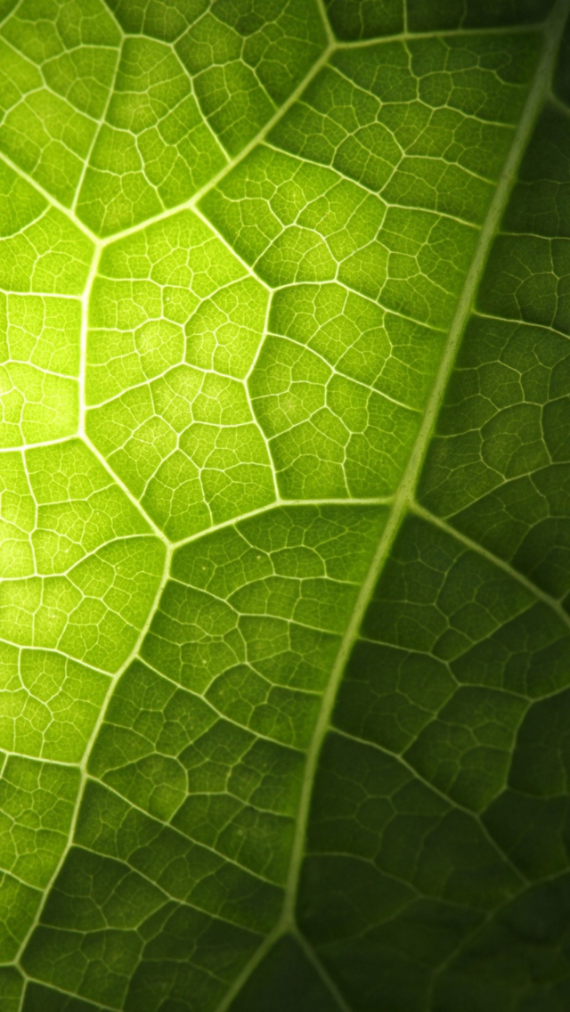 Fondo de pantalla Green Leaf Macro 640x1136