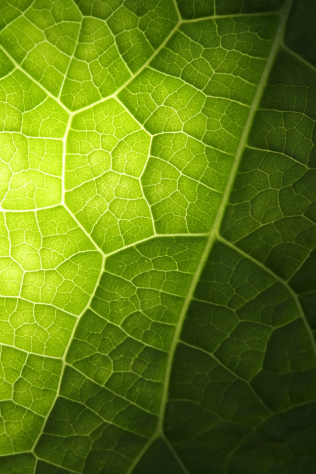 Green Leaf Macro wallpaper 640x960