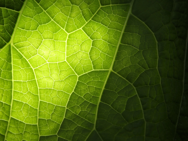 Screenshot №1 pro téma Green Leaf Macro 800x600